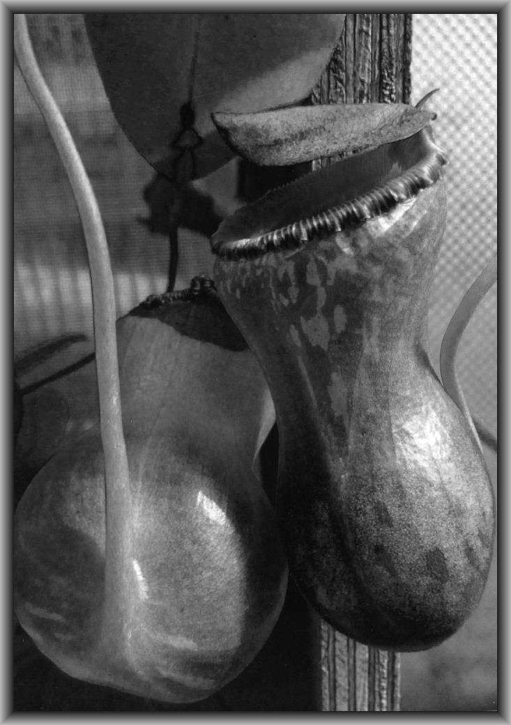 First Prize Winner: Stuart Coan, Canberra HS "Picture 1"