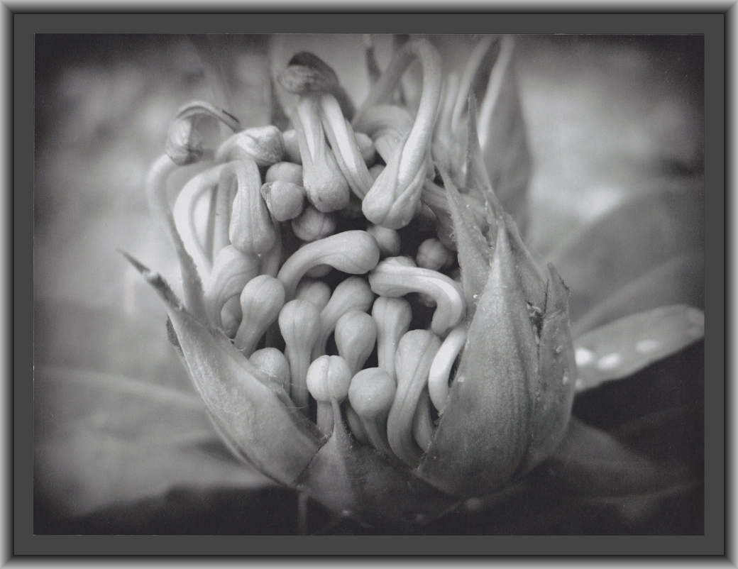 First Prize: Rahila Haidari, Canberra High School "Can of worms"