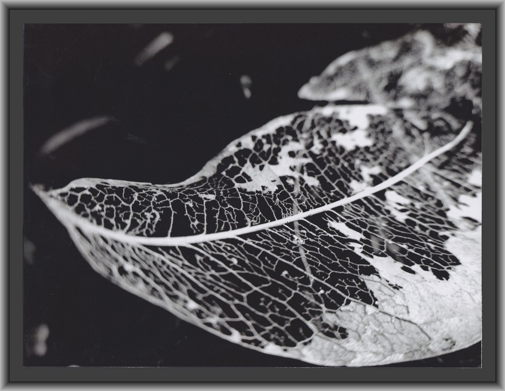 Second Prize: V. Hewa-Bowalage, Canberra High School "Decay"