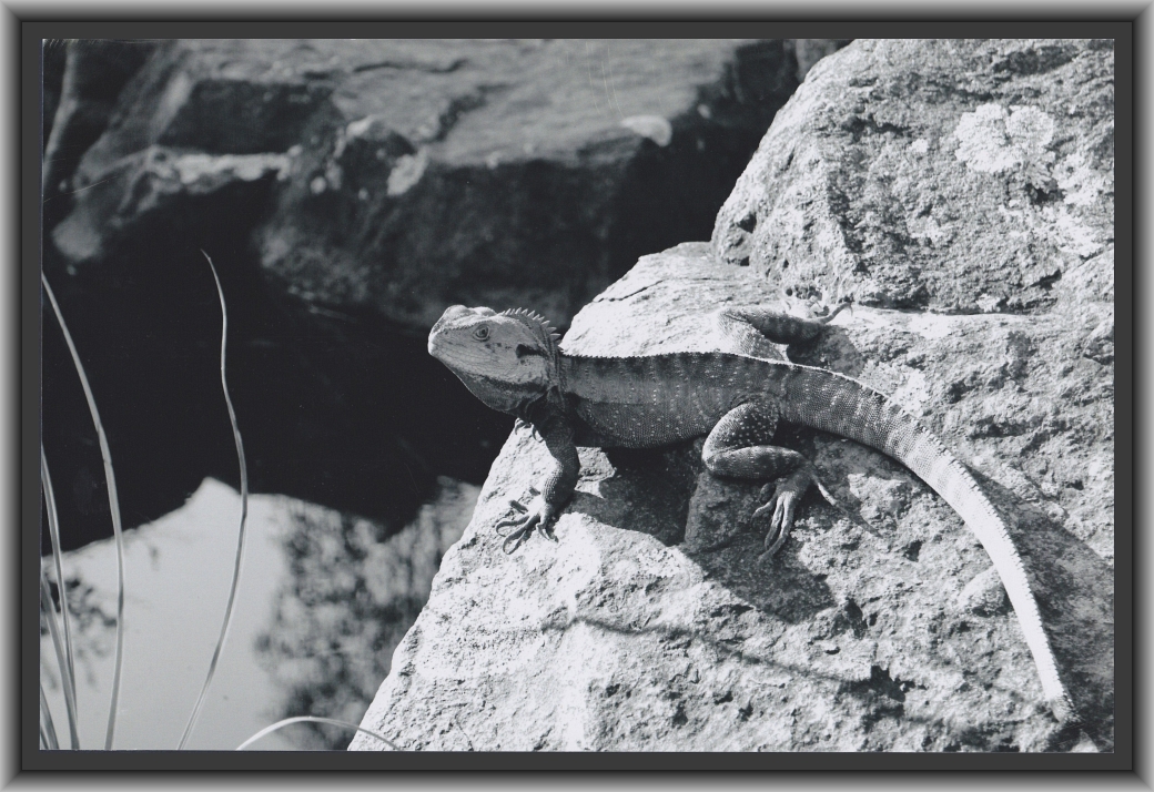 Third Prize: Eloise Bannerman, Canberra High School "Lizard"