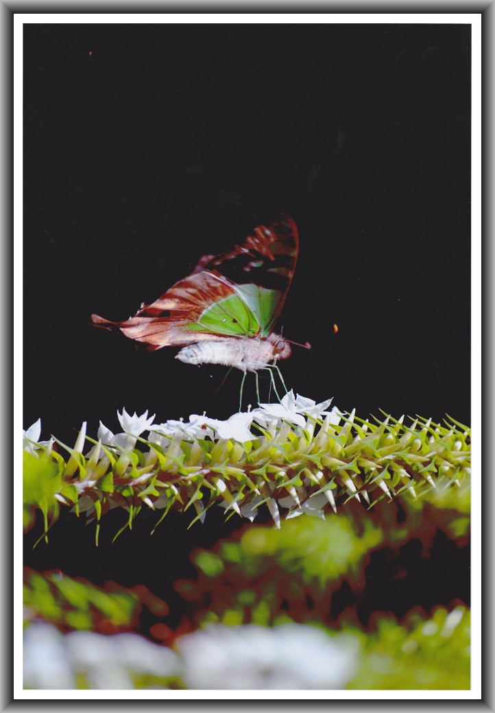 Highly Commended: Viv van der Wal, Caroline Chisholm School Untitled