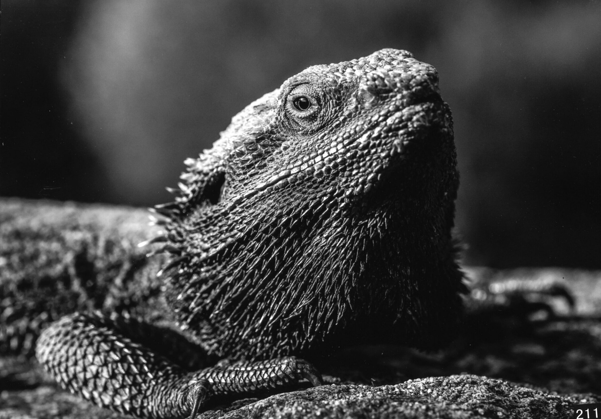 1st Prize Monochrome Elise Kellett, Dickson College "Spike"