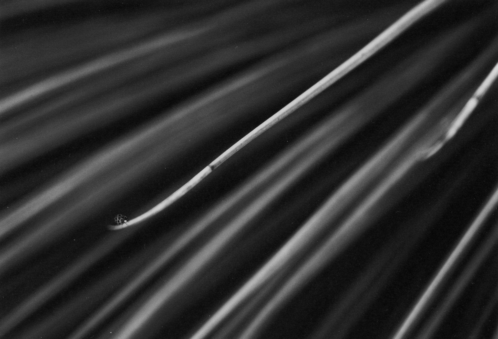 2nd Prize Monochrome Heather Duncan, Canberra College "A Bugs Life"