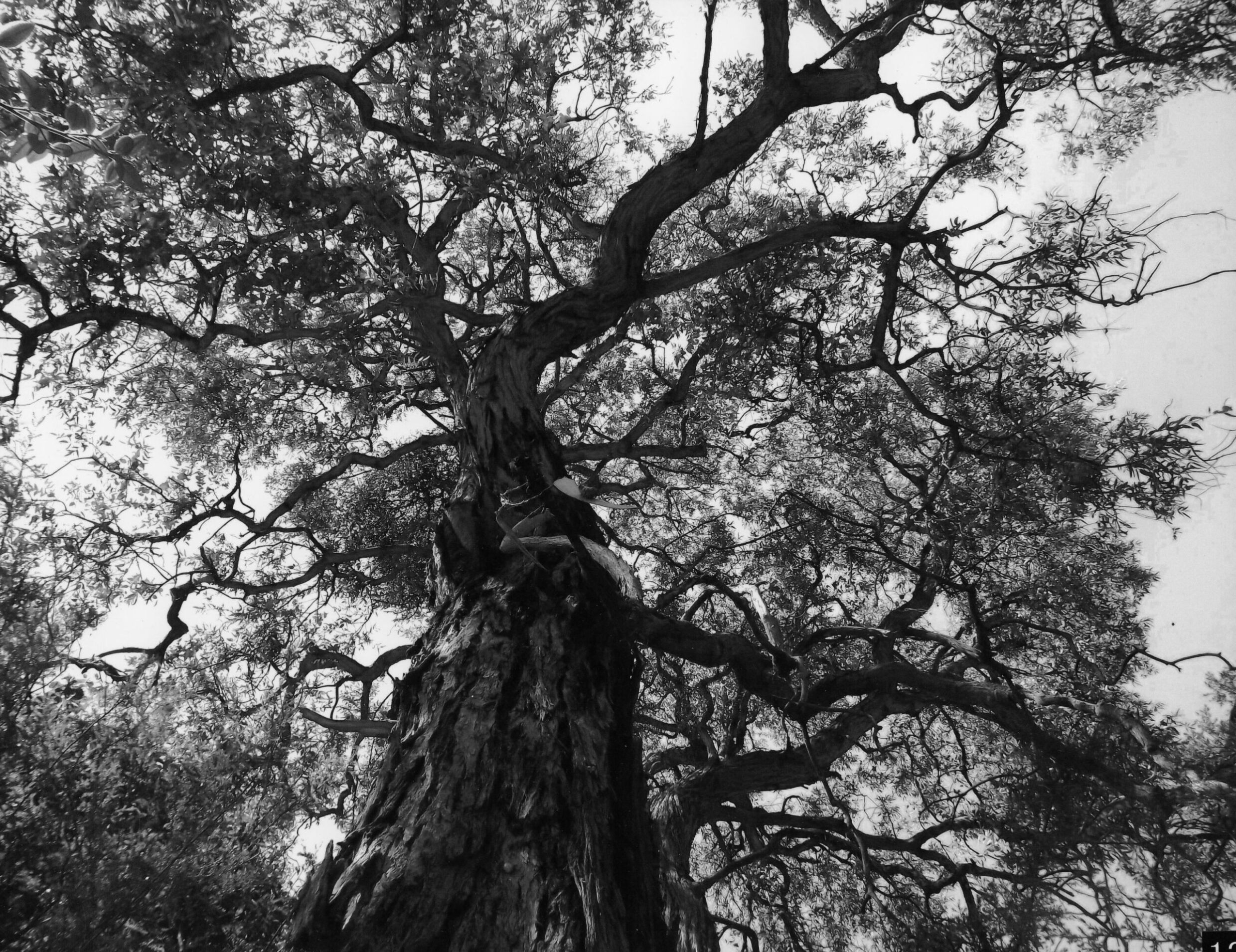 4th Prize Monochrome Diana Morton, Canberra High School "Grey Giant"