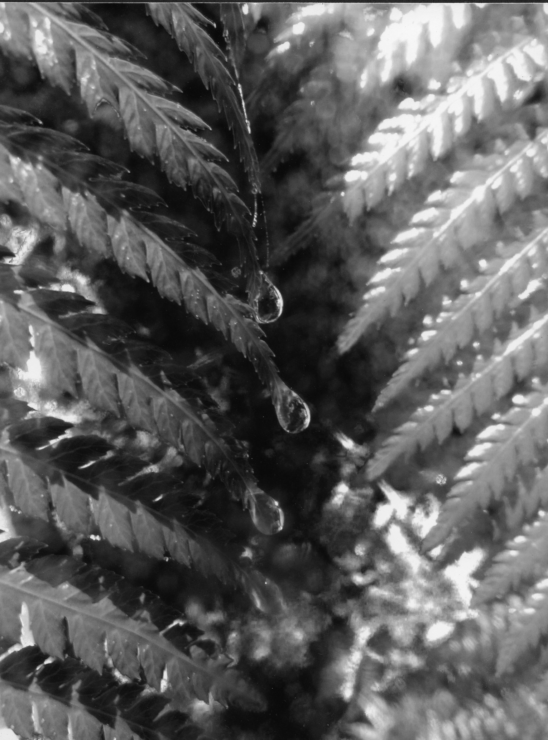 5th Prize Monochrome Abbie Don, UCSSC Lake Ginninderra "Rainy Garden"