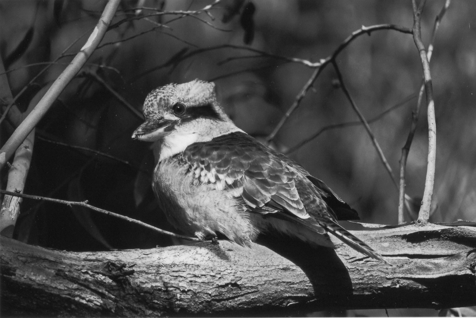 1st Prize Monochrome Tyson Pottenger, Canberra College "Kooka"