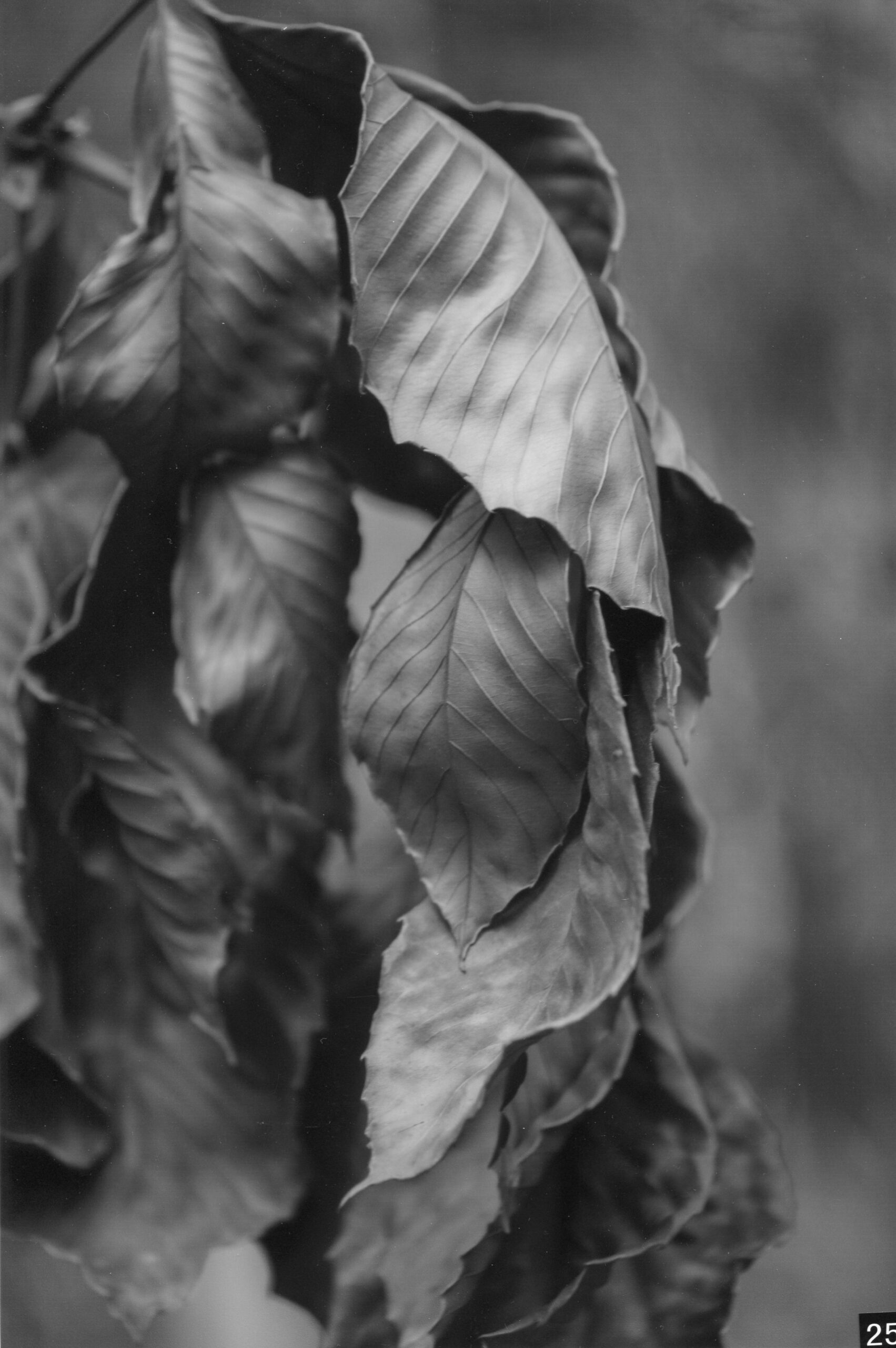 4th Prize Monochrome Tasha Nerrie, Burgmann Anglican School "Hanging Texture"