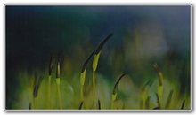 1st "Low Wonderland" David Mole, Canberra College