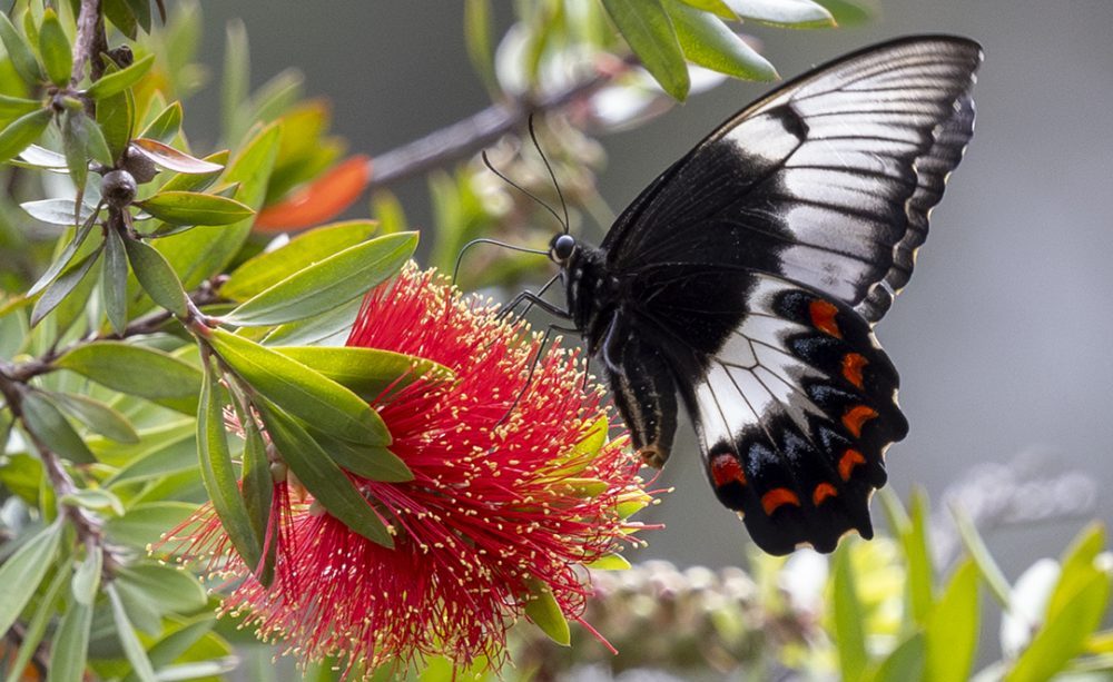 Plant Recognition Group – Would you like to know more about Myrtaceae?