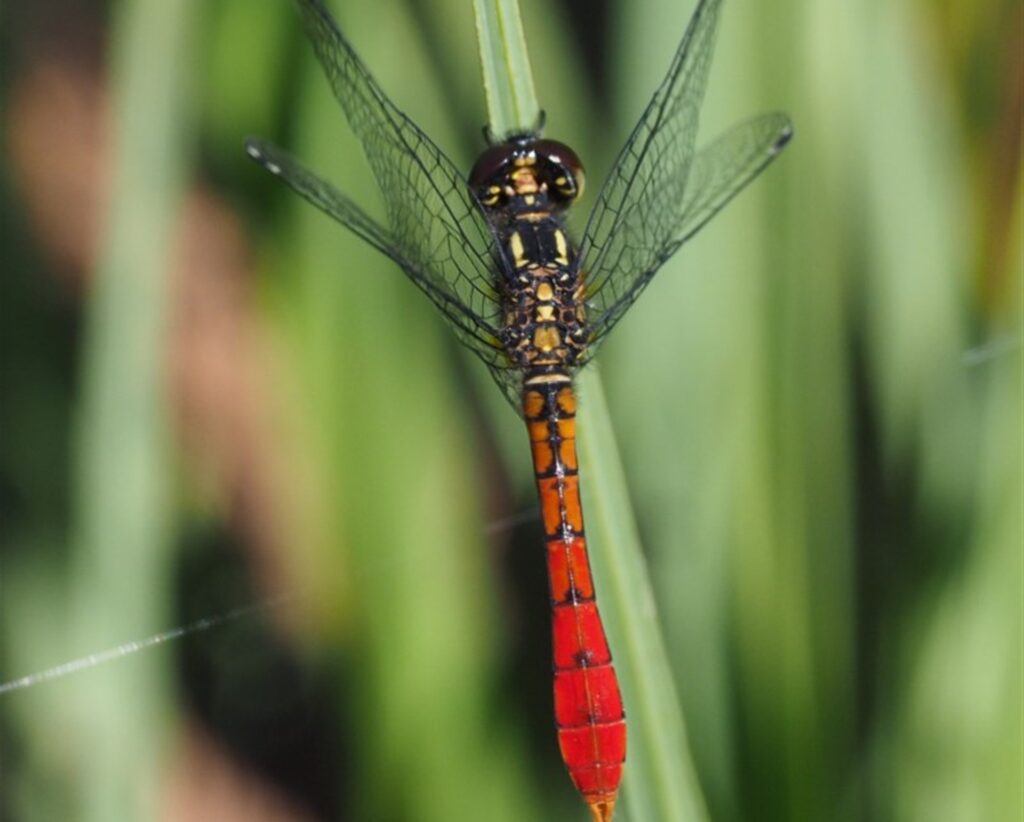 Kim Pullen ‘More treasures–insects in fens and bogs’