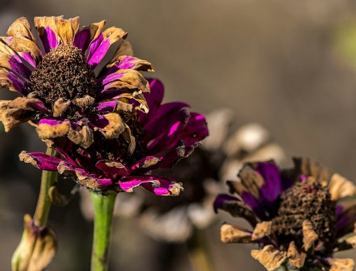 Masterclass – Designing Resilient Gardens [Sustainable Gardening Australia]