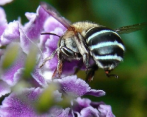 Blue-banded bee in a healthy garden