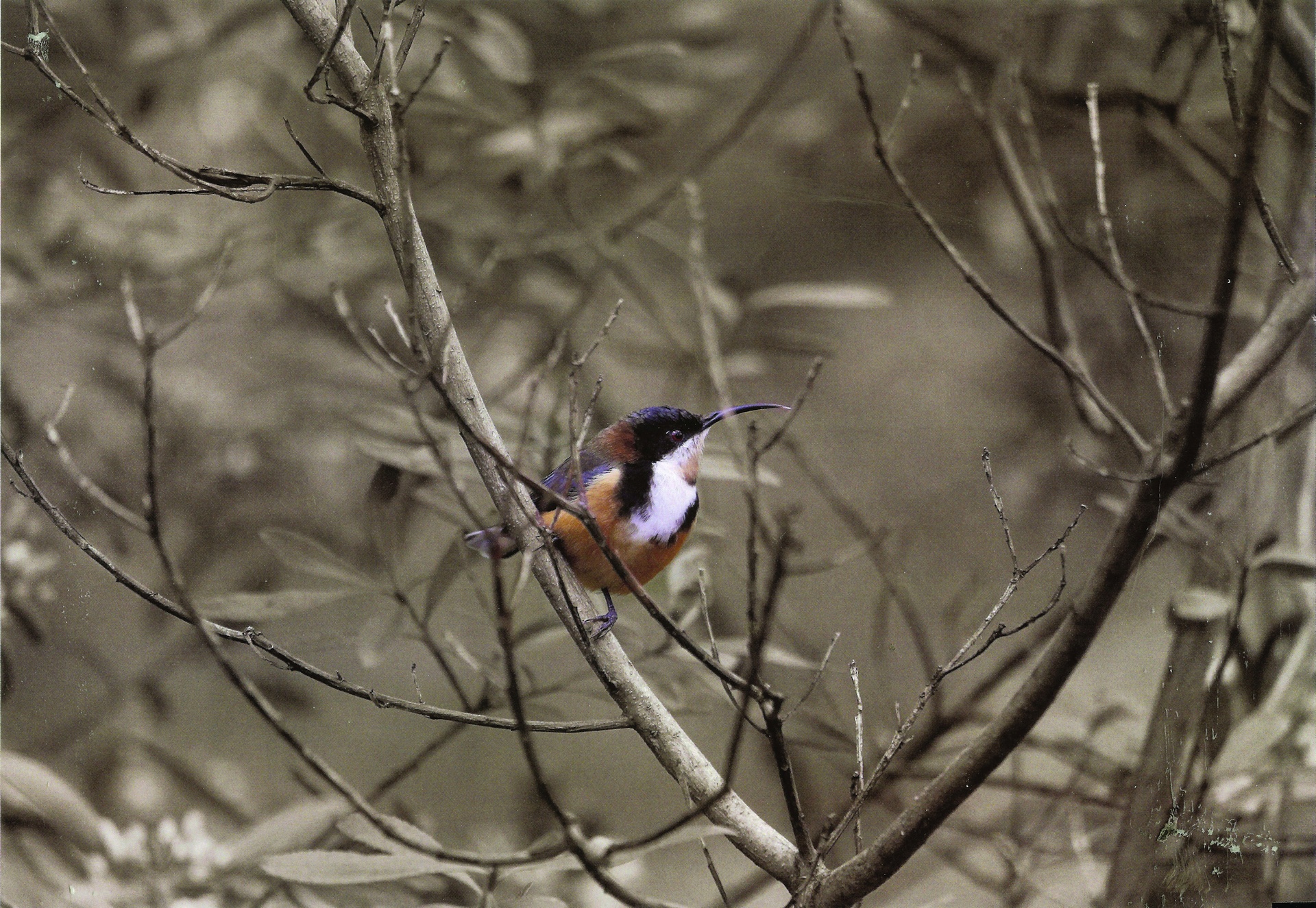 4th Prize Altered Images, Aaron Hilborn, St Mary MacKillop College "Sitting Pretty"