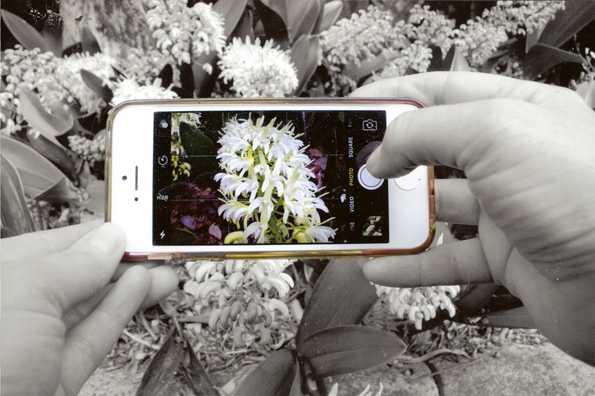 3rd Prize Altered Images, Shaylah McClymont, Canberra High School "Capture the Garden"