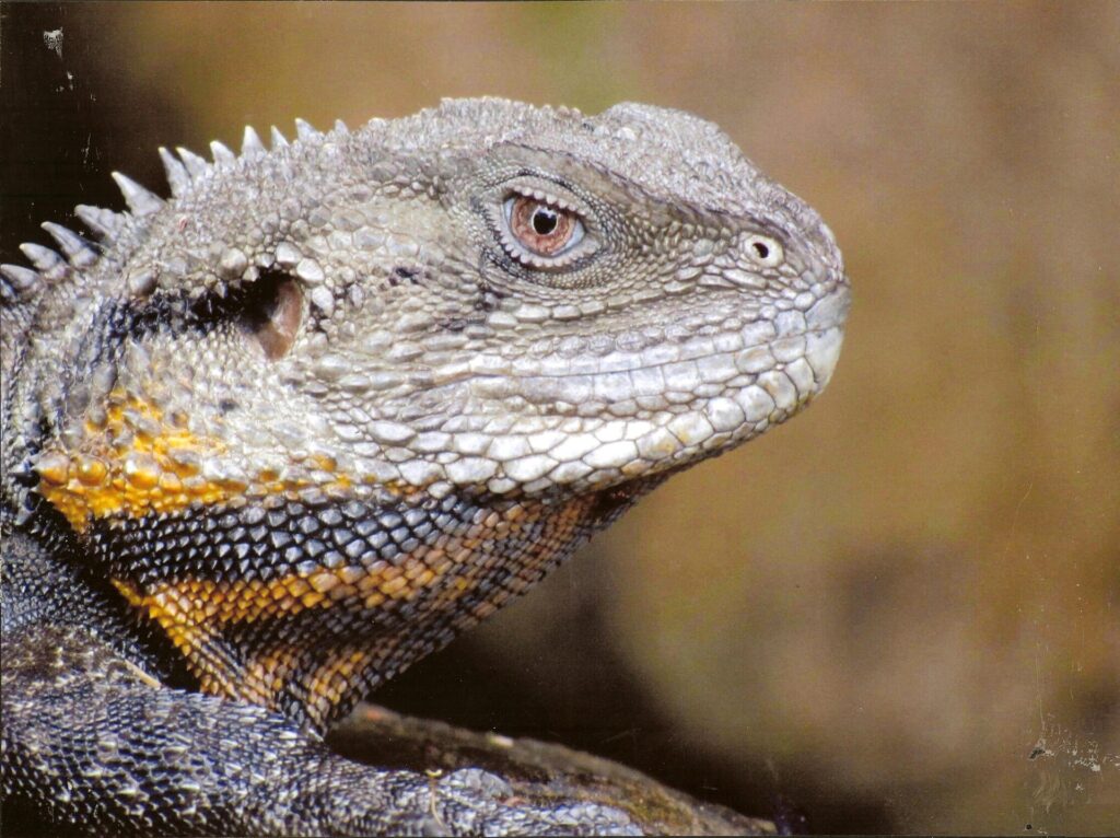 Cameras and Cafe Walk