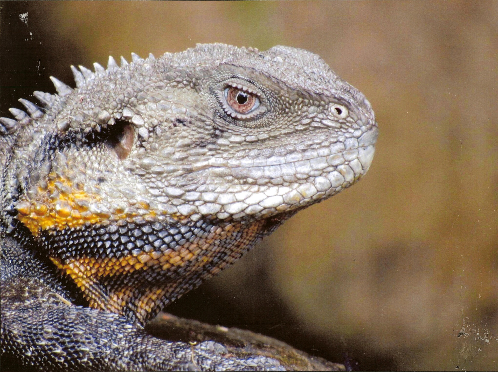 4th Prize Colour, Josie Lutze, Canberra High School "Hi there!"