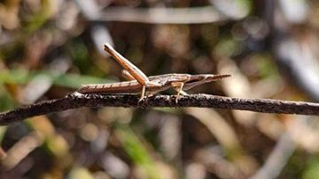 Key’s Matchstick Grasshopper, Keyacris scurra