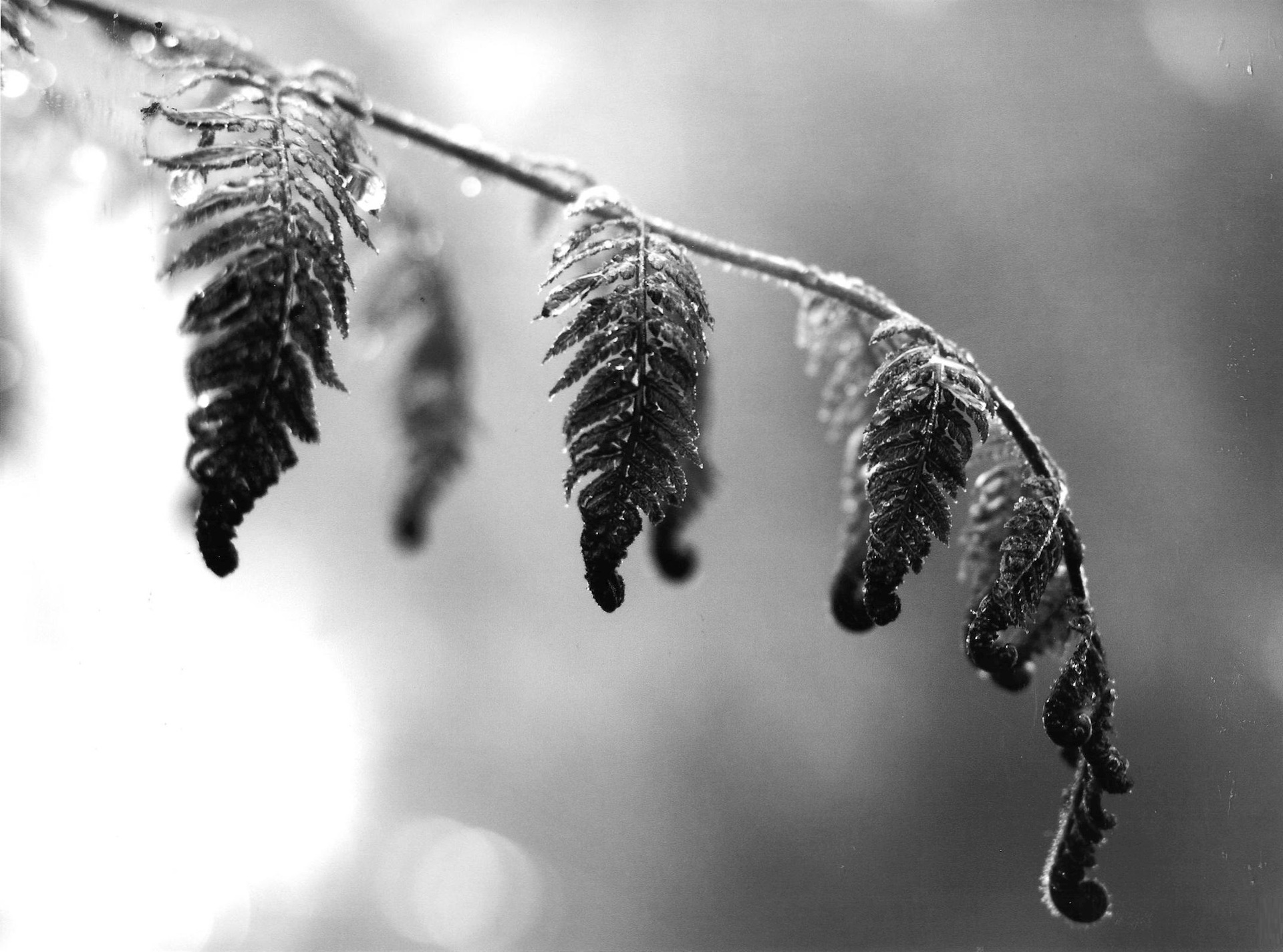 5th Prize Monochrome, Kristen Zeller, Canberra College "Gentle Flow"