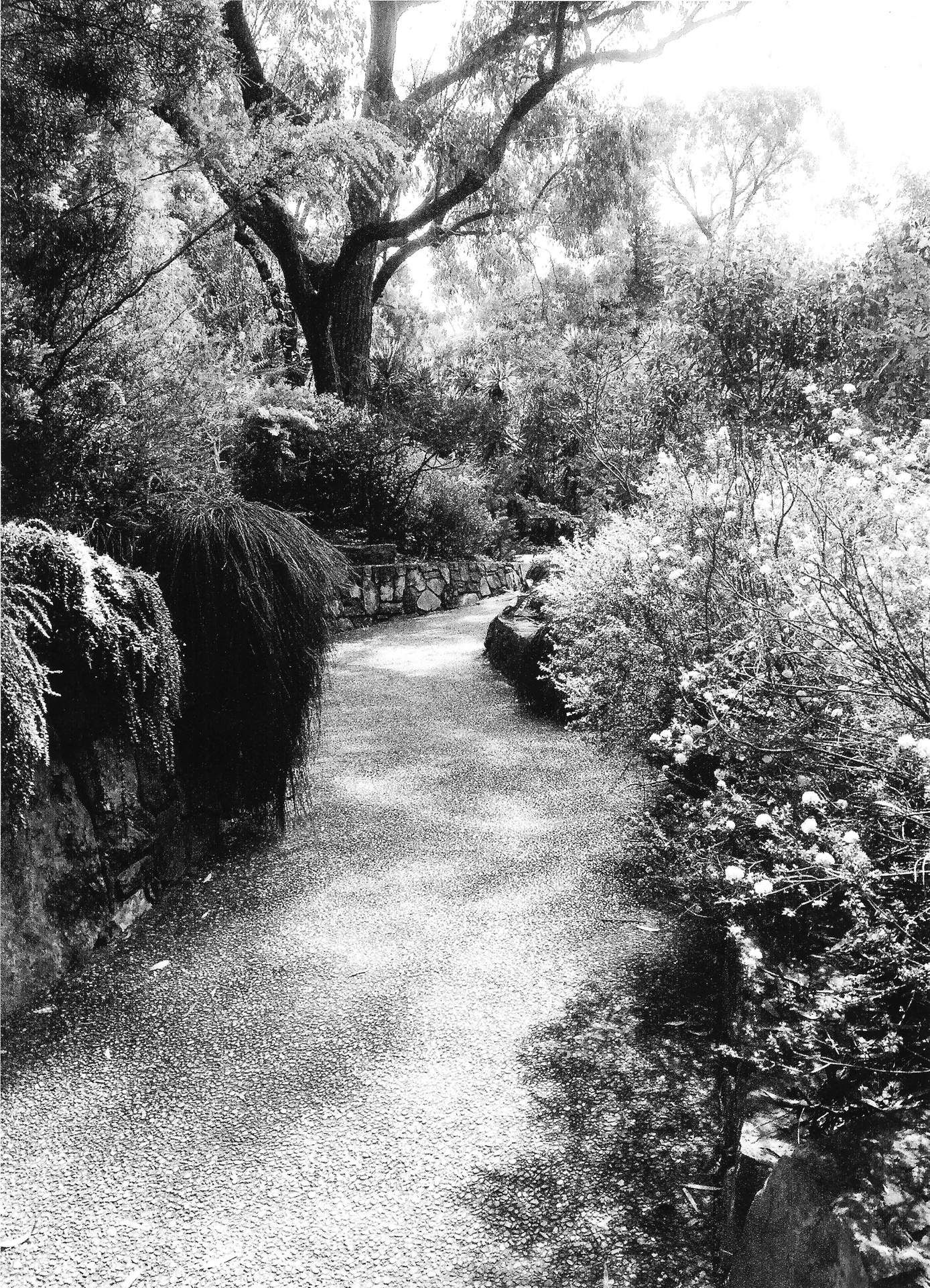 1st Prize Monochrome, Zoe Azzopardi, Karabar High School "Pathway to Peace"