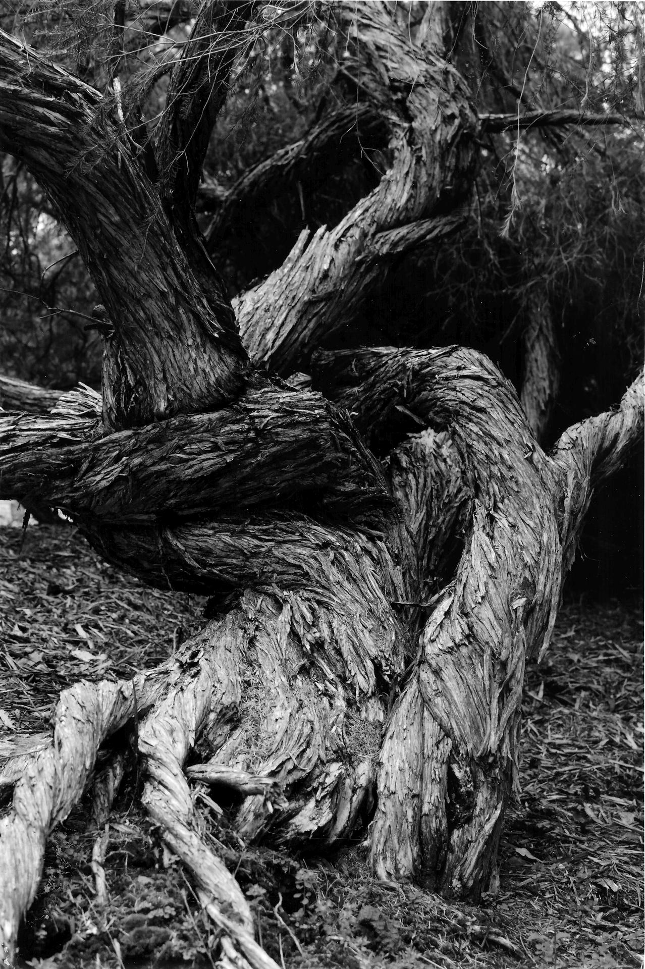 4th Prize Monochrome, Emily Huynh, Trinity Christian School "Twisted"