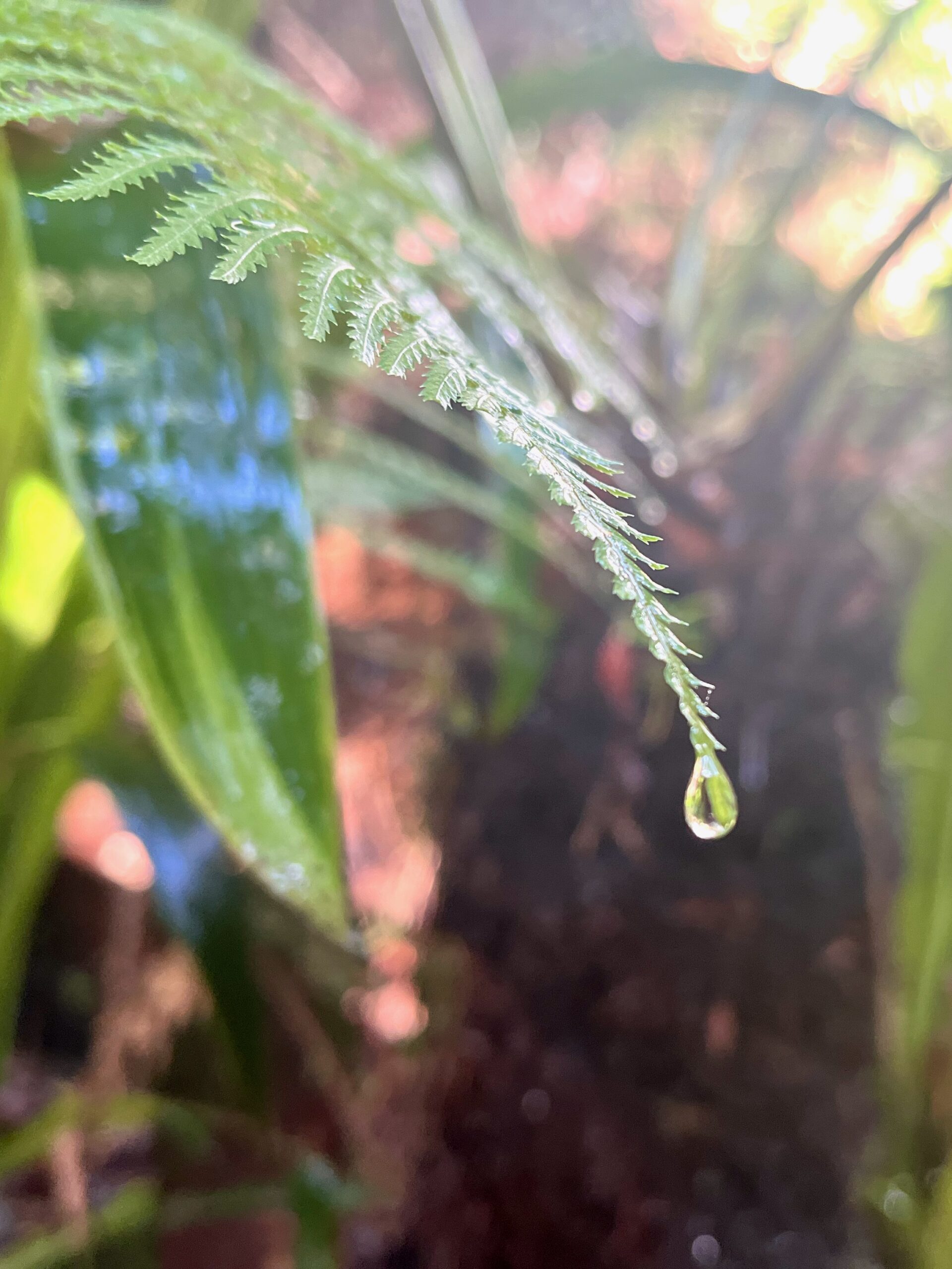 Commended Primary Colour The spring water of life Yu Takakusagi Torrens Primary School