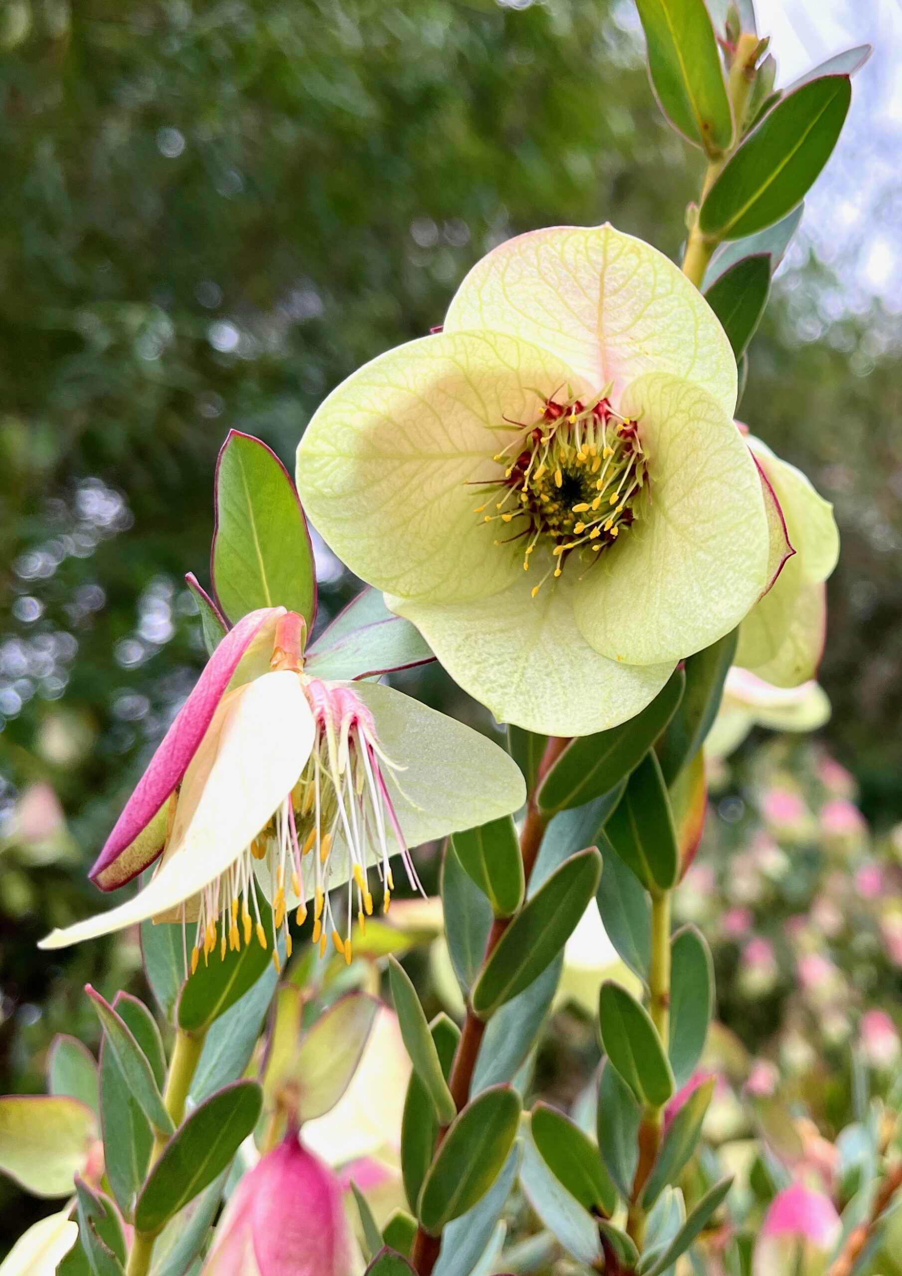 Pimelea physodes with leaf-like petals Mako Takakusagi Torrens Primary School