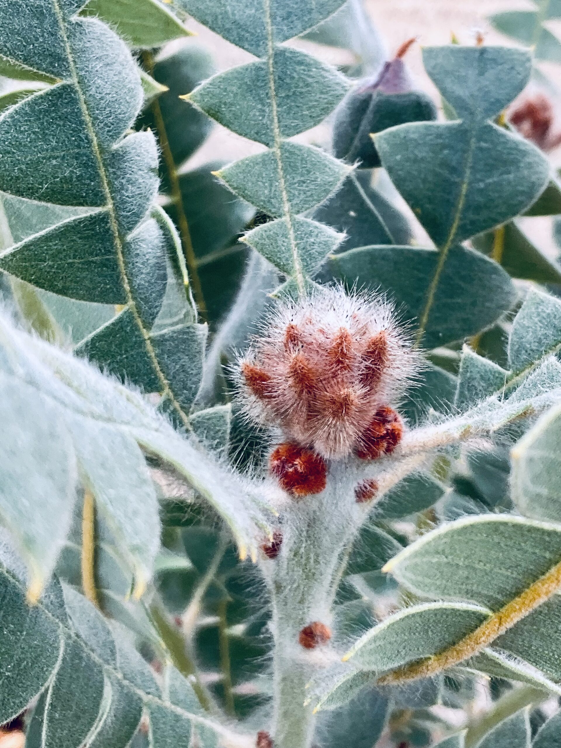 2nd Primary Colour Fur fur Beatrice Melano Forrest Primary School