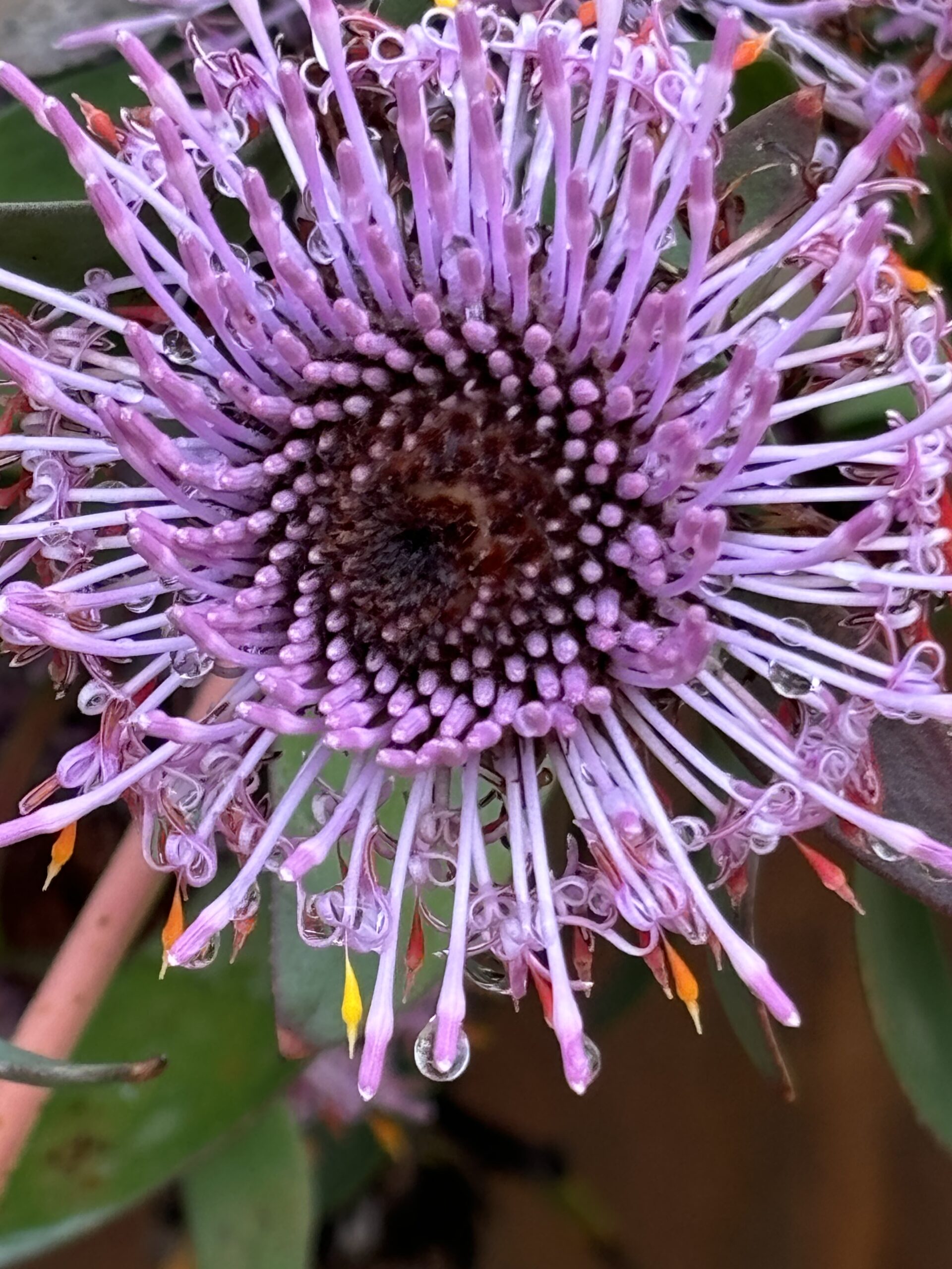 3rd Primary Colour Bloom After Rain Siena Di Pietro Mother Teresa School