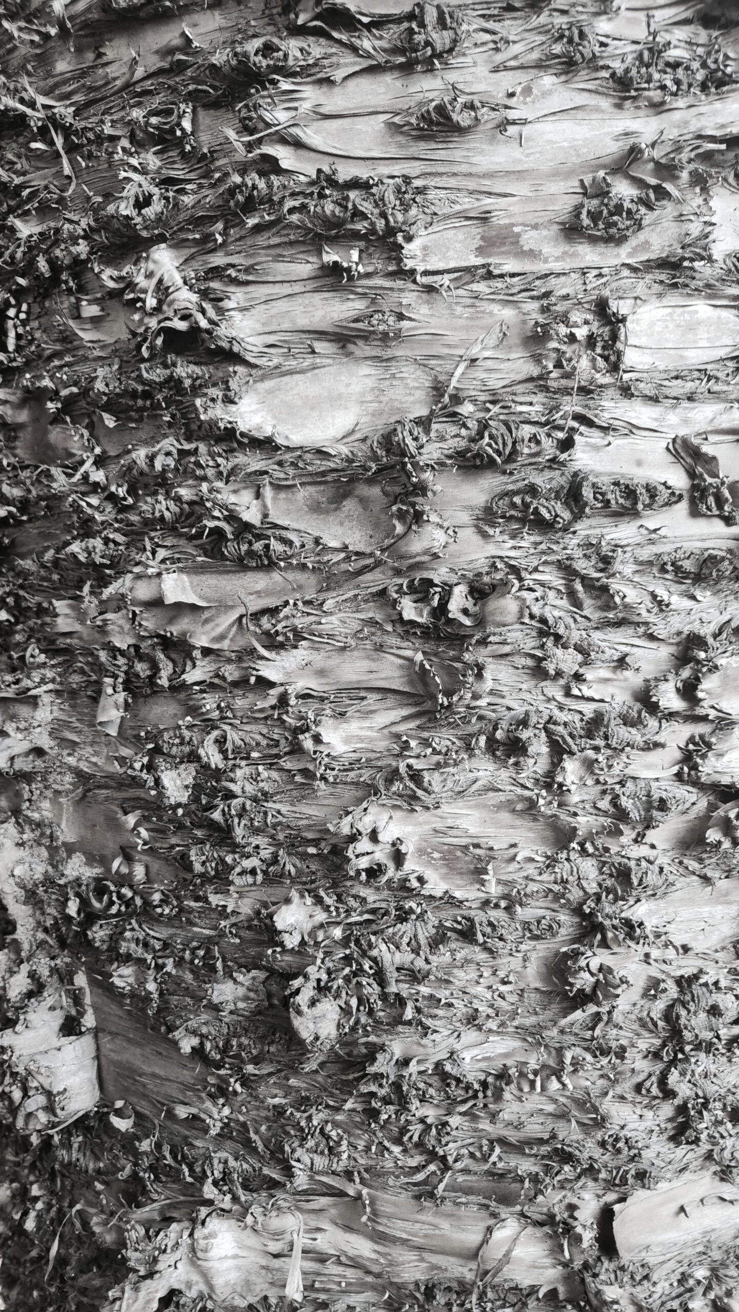 2nd Primary Monochrome Texture of Tree Hannah De Bono Weetangera Primary School