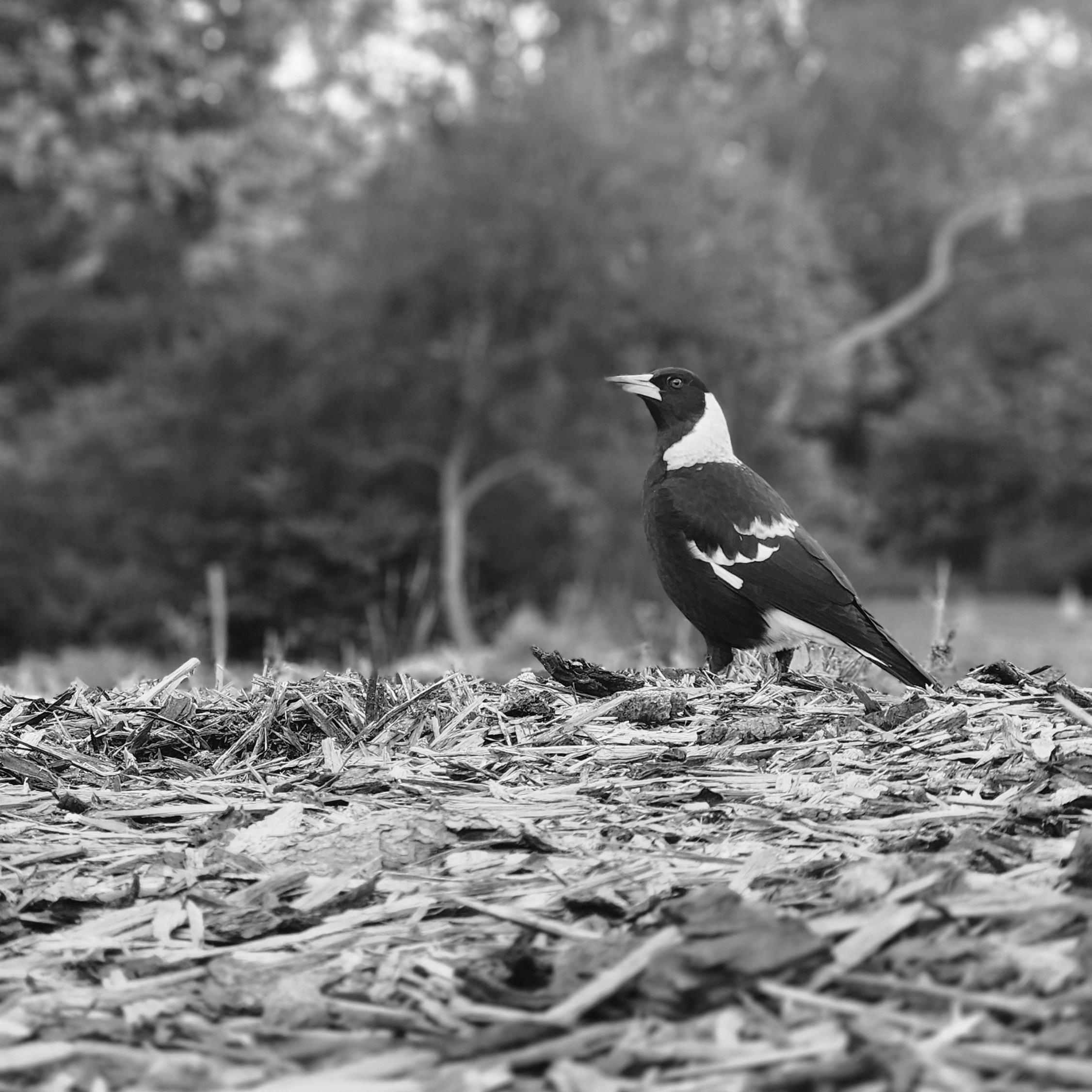 1st Primary Monochrome Magpies eye Emily De Bono Weetangera Primary School