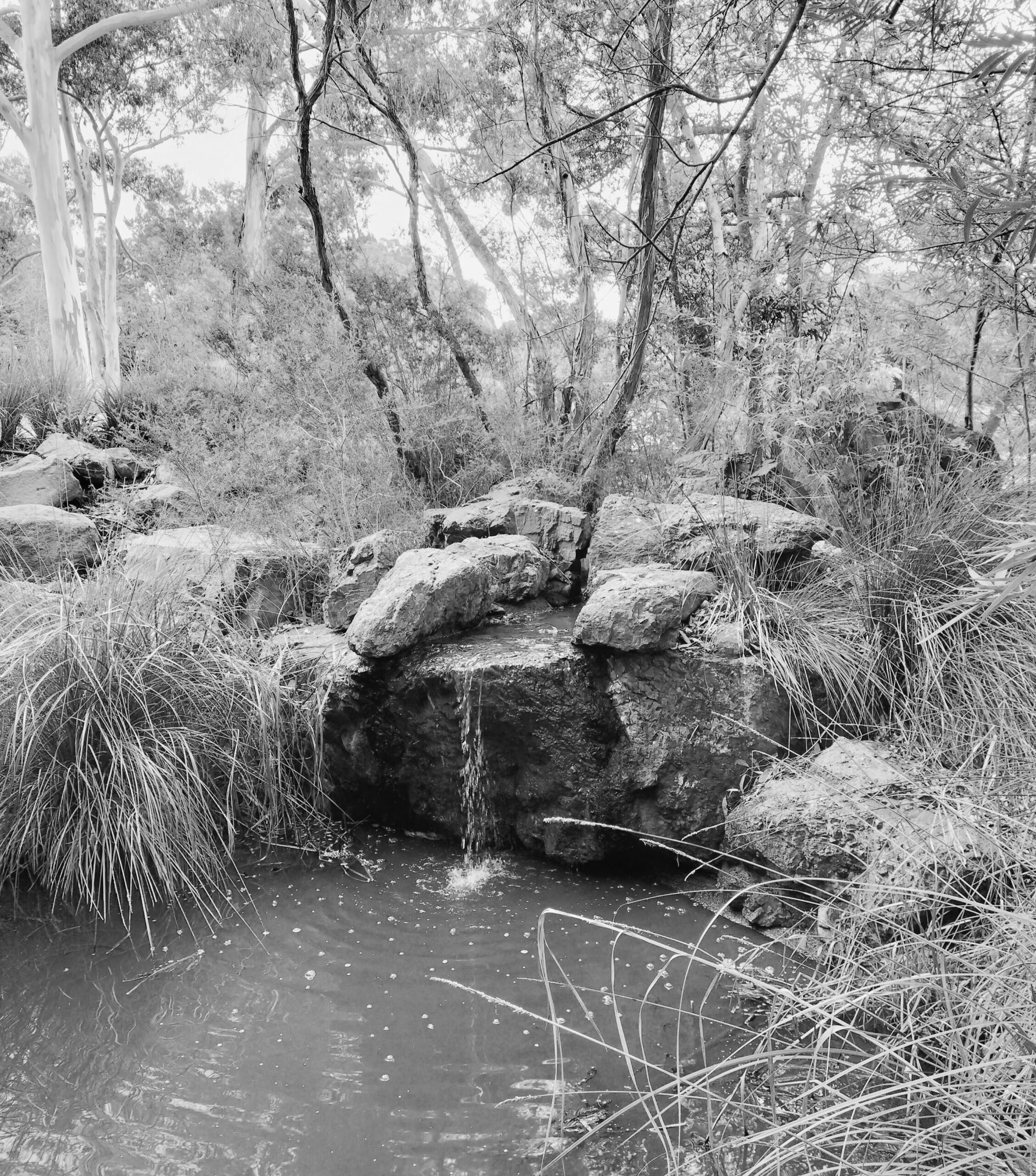 3rd Primary Monochrome Serenity Isaac Chin St Gregory's Primary