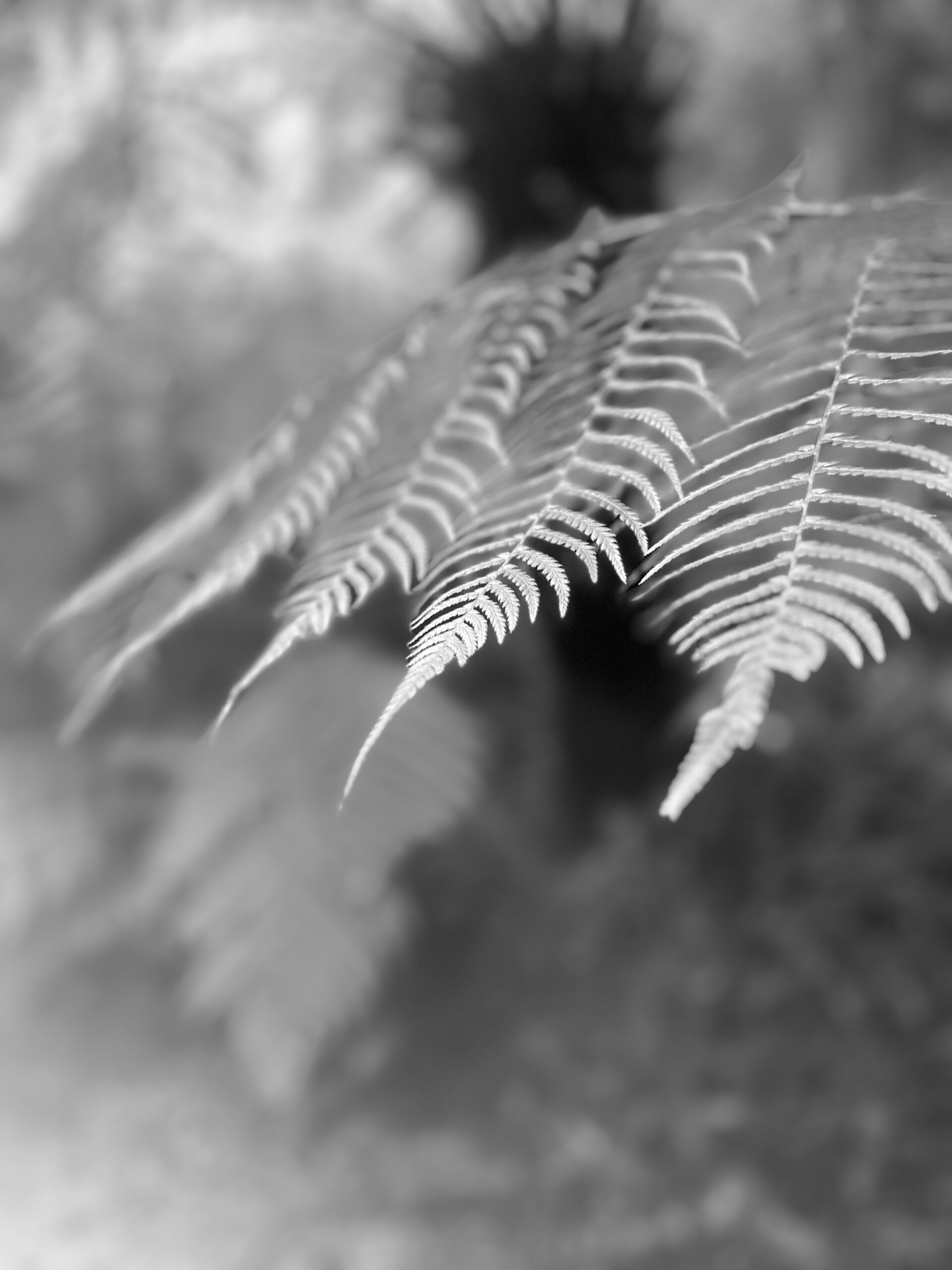 Commended Primary Monochrome Leaf in the Mist Aria Di Pietro Mother Teresa School