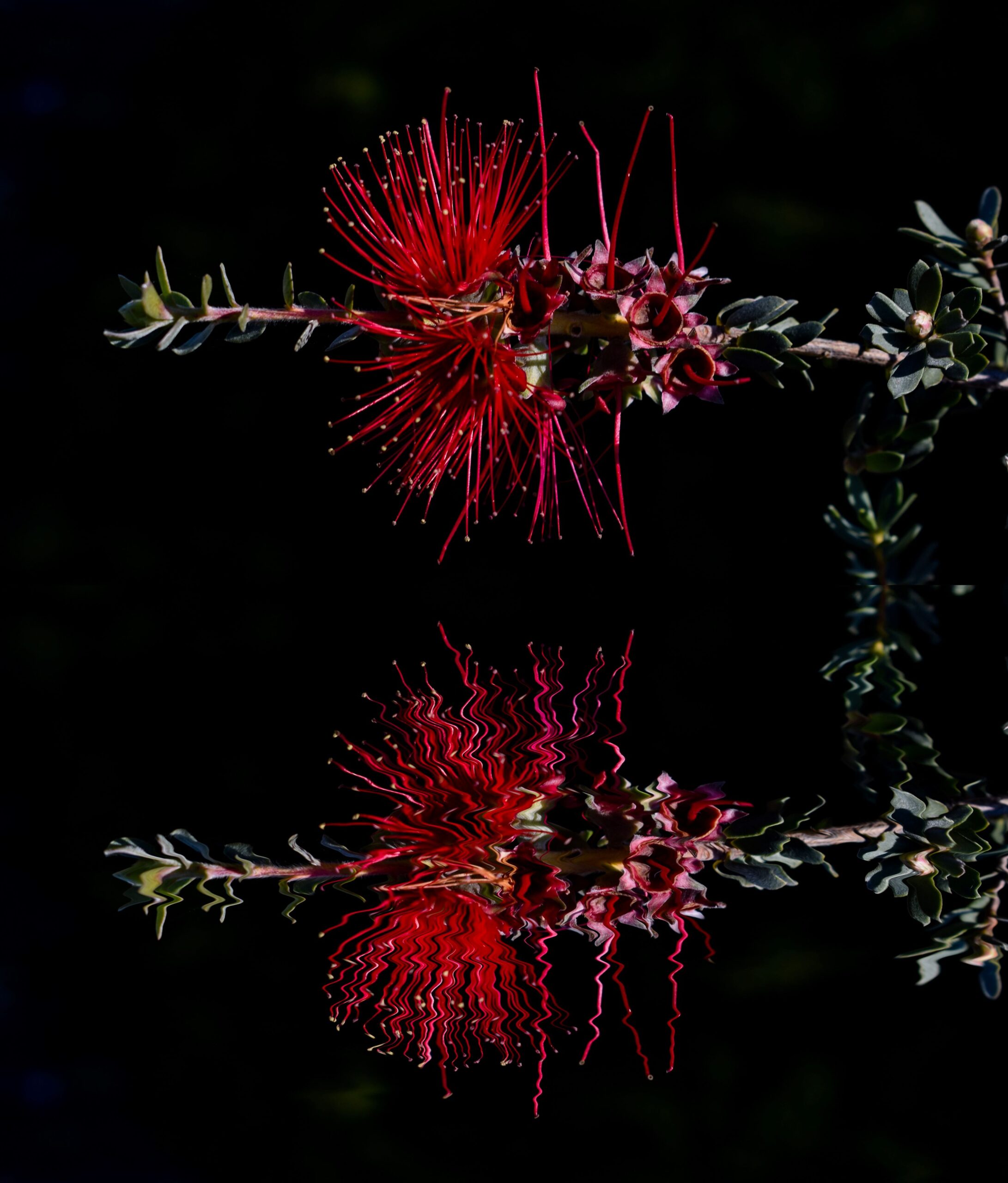 Commended Reflect Jordan Smith Melrose High School