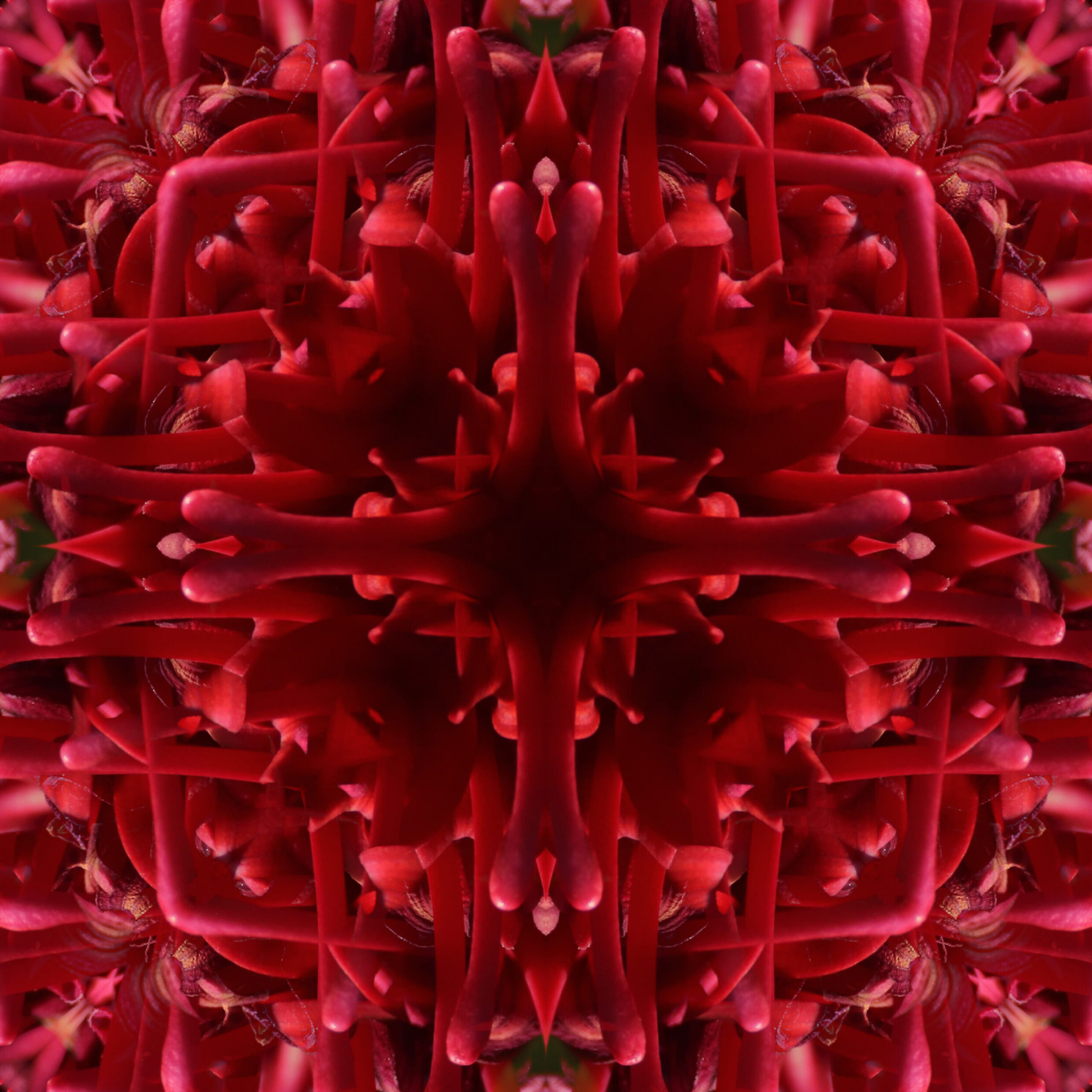 Highly Commended Waratah Kaleidoscope Solomon Vassarotti Brann Dickson College