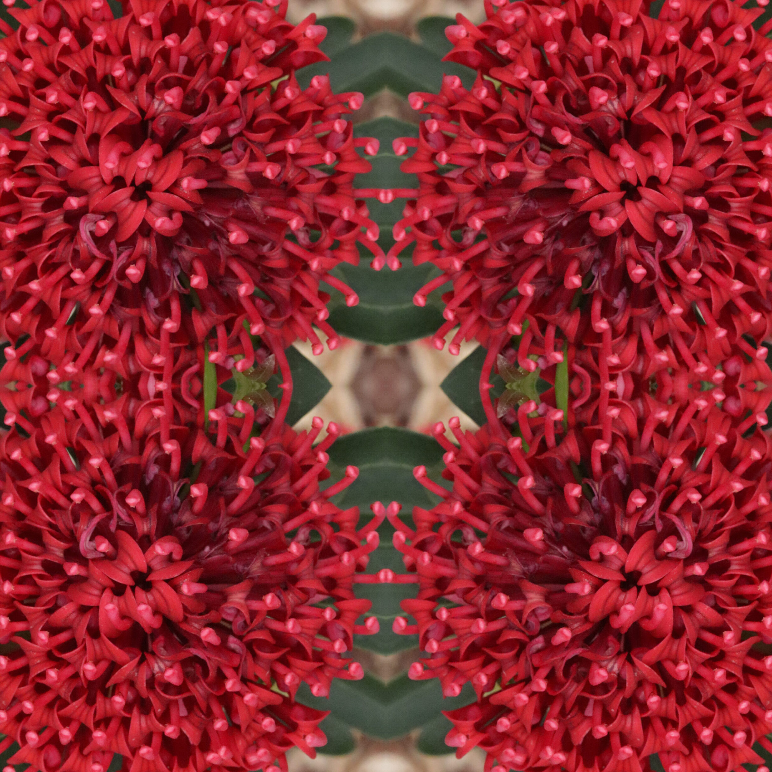 Commended Waratah dreaming Milla Rose Nicol Dickson College