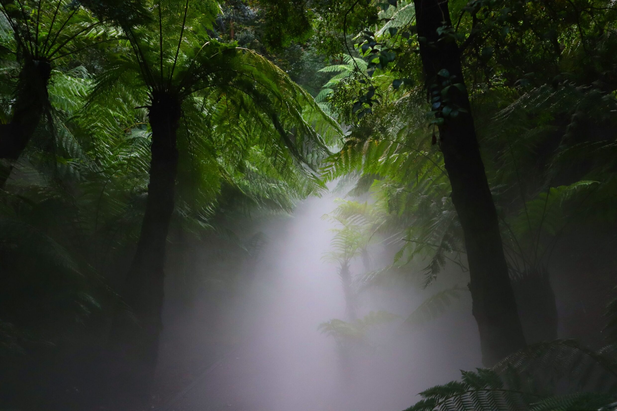 3rd Secondary Colour Forest Brodie Smith Melrose High School