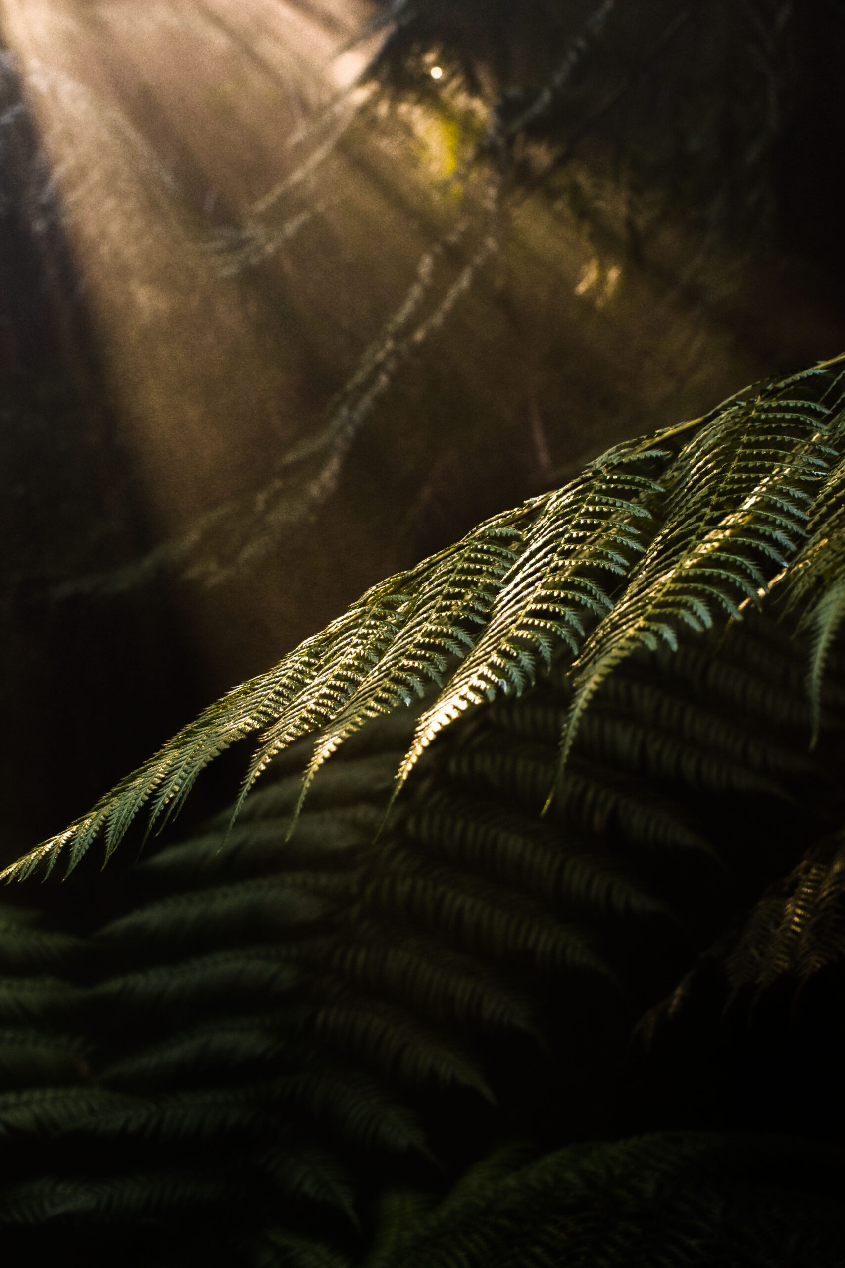 2nd Secondary Colour Beaming Jordan Smith Melrose High School