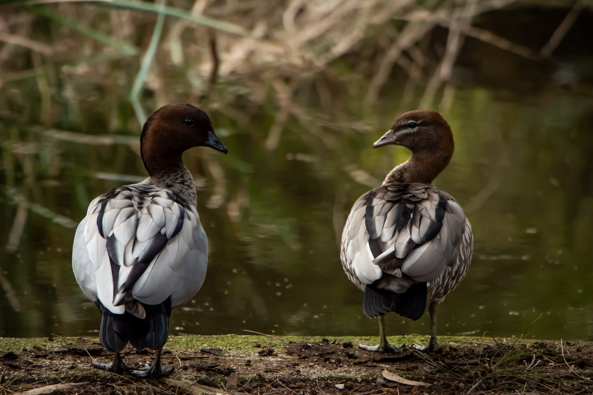 1st - Secondary Colour: [untitled] Jade Watts Dickson College