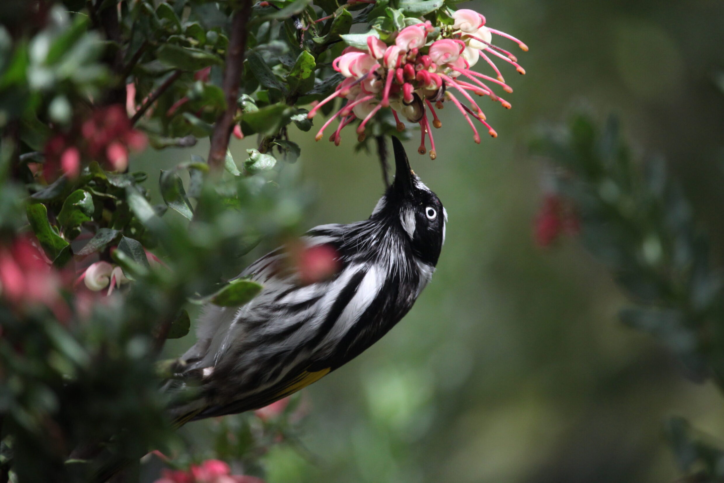Commended and Rangers Award New Holland Honeyeater Clare Russell, Dickson College