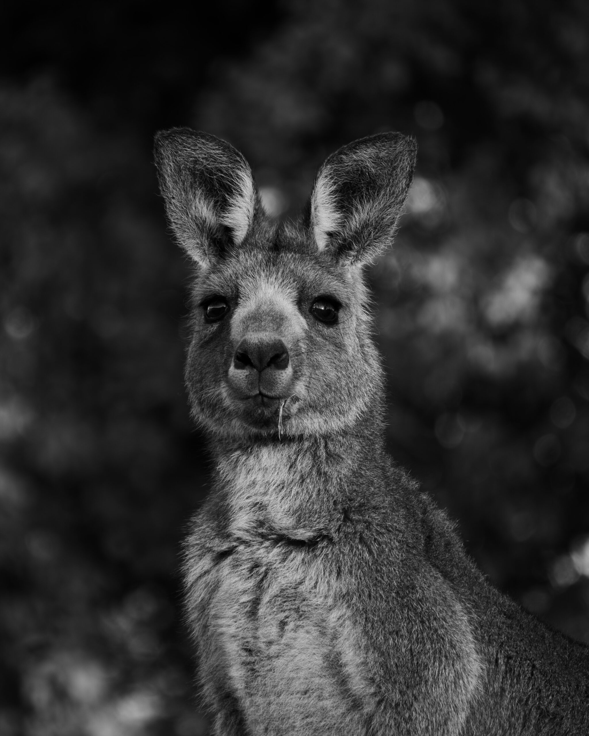 1st Secondary Monochrome Muncher Anna Henderson Melrose High School