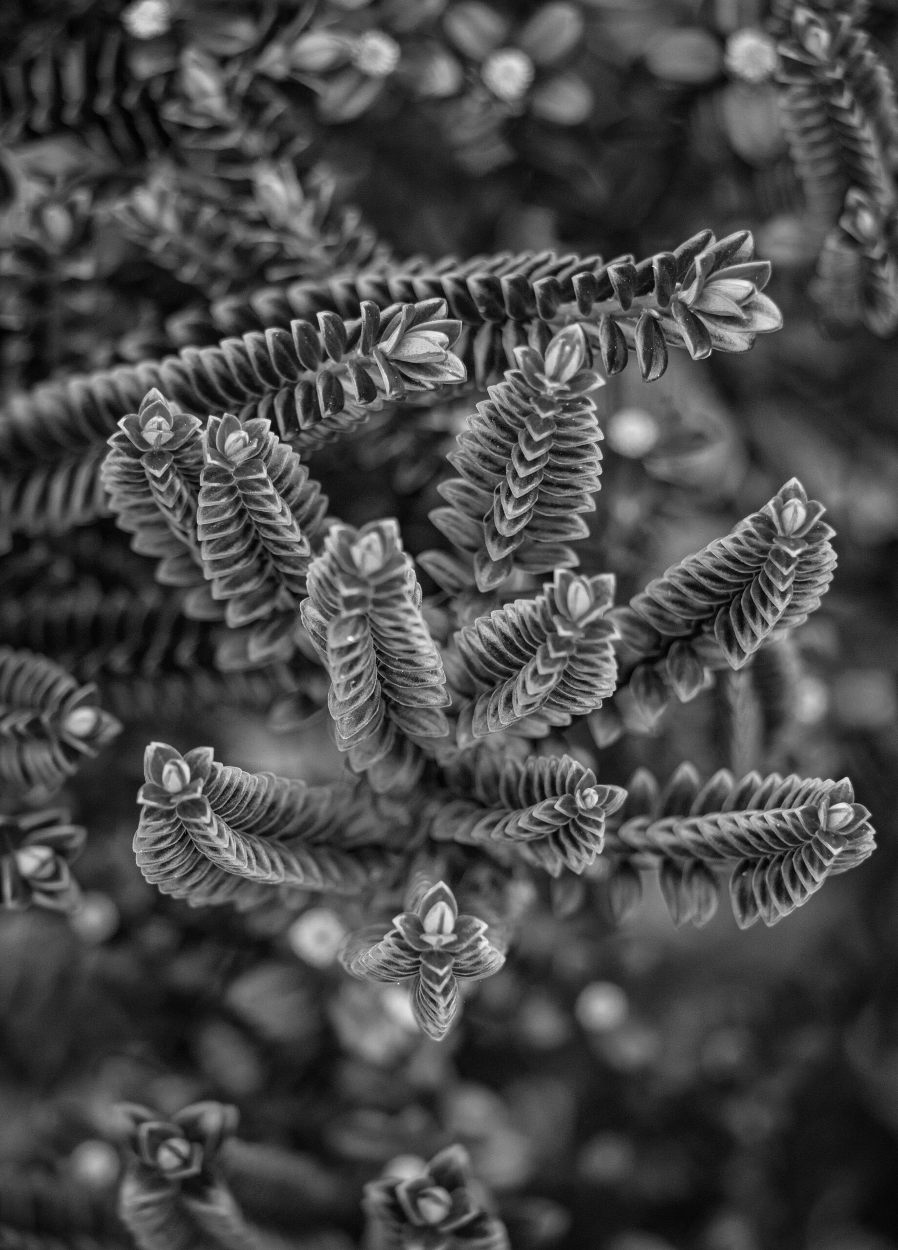 Commended Secondary Monochrome Growth Ari Matthews Canberra College