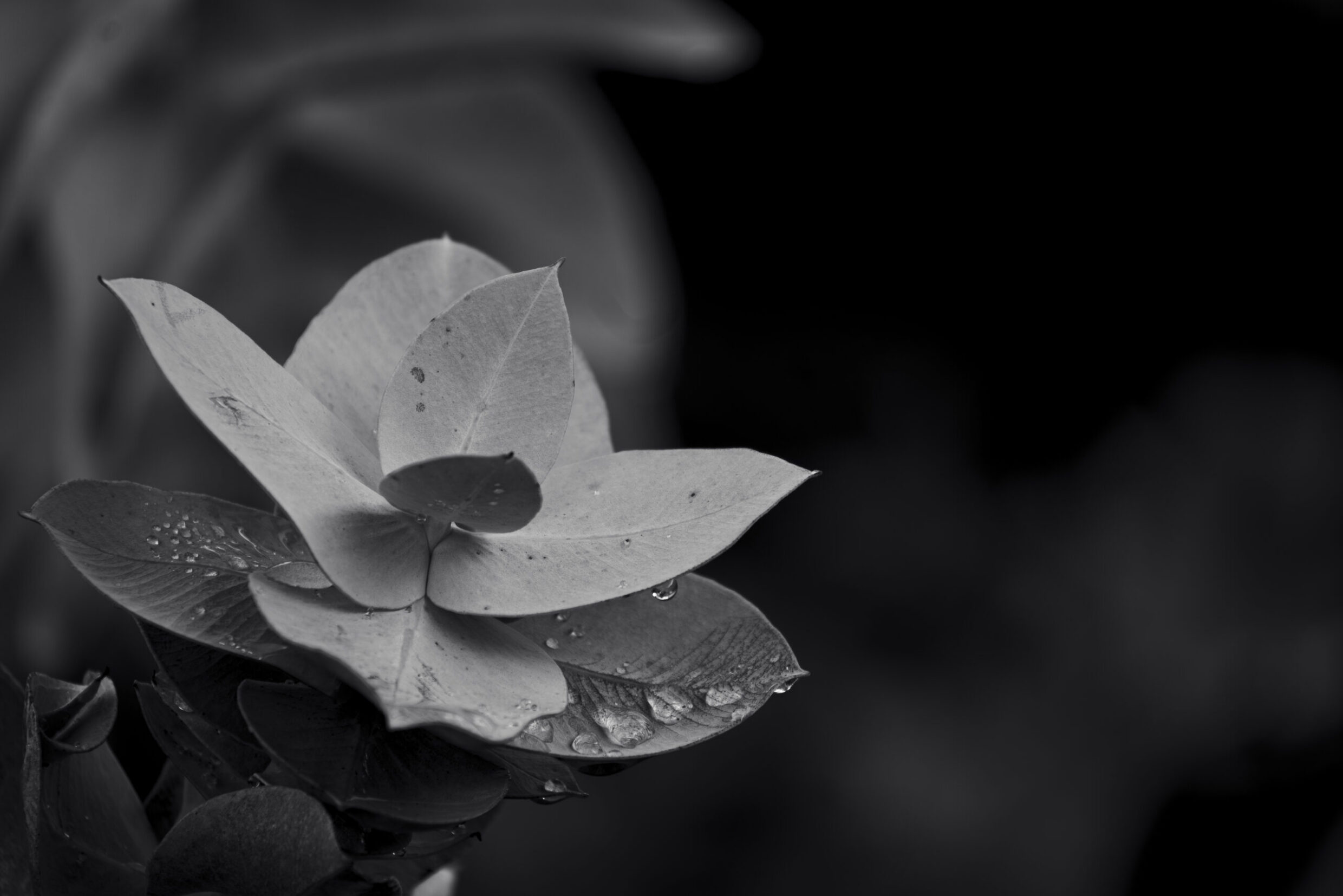 Highly Commended Secondary Monochrome Rainy Day Ella Edwards St Mary MacKillop College