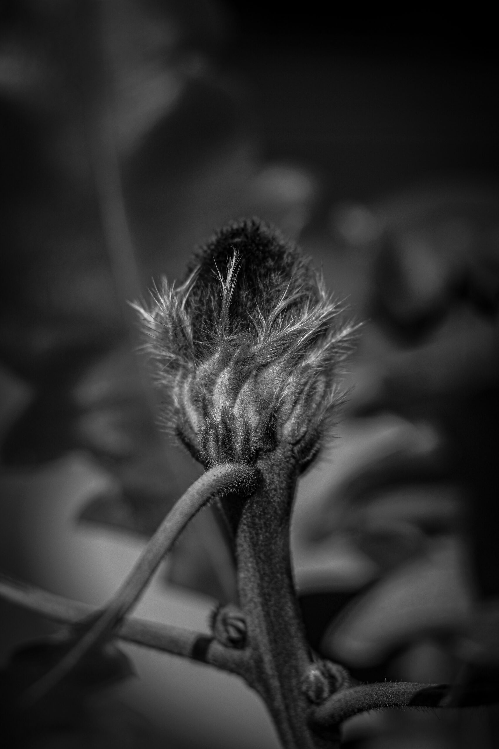 3rd Secondary Monochrome Evolution Poppy Henderson Alfred Deakin High School