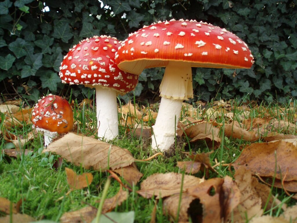 Plant Recognition Group ‘Getting to know agaric fungi (mushrooms and toadstools)’