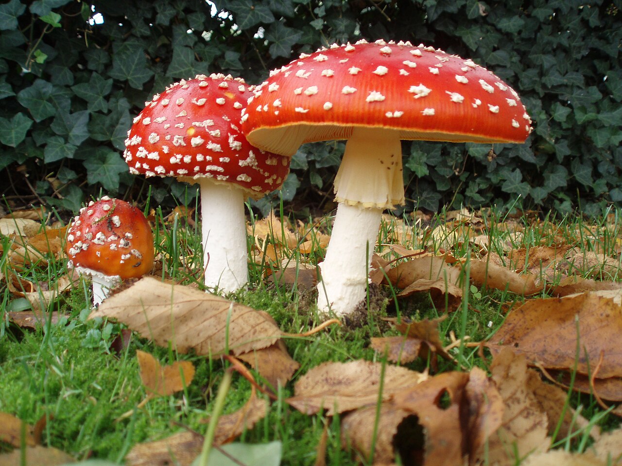 Amanita Muscaria Mushrooms by Onderwijsgek at nl.wikipedia, CC BY-SA 3.0 nl, https://commons.wikimedia.org/w/index.php?curid=1428517