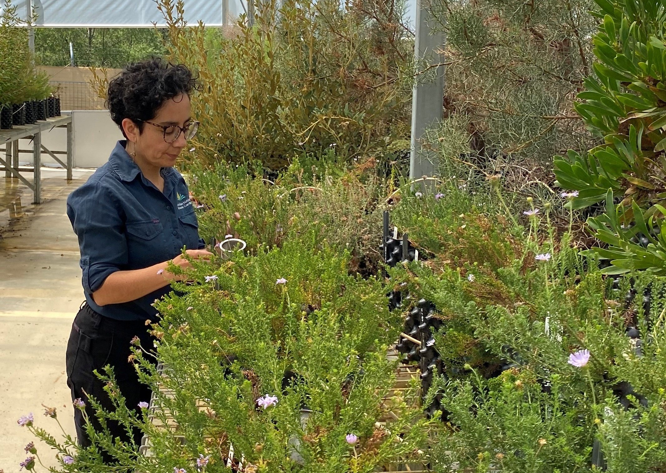 Dr Veronica Briceno Rodriguez checking plants in the nursery
