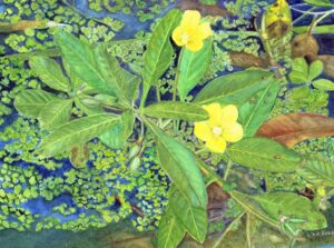 Ludwigia peploides by Cornelia Buechen-Osmond
