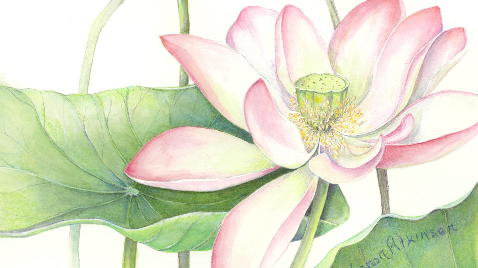 Portion of Mignon Atkinson's Nelumbo nucifera