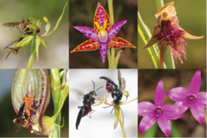 Orchids attracting pollinators