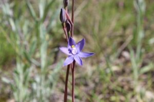 Thelymitra, commonly known as sun orchids